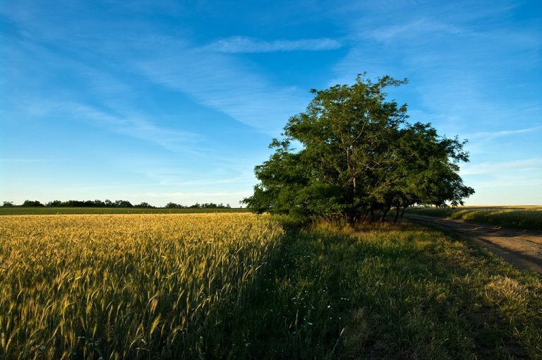 Győztek a solymári és szentiváni kisgazdák, lesz kárpótlás