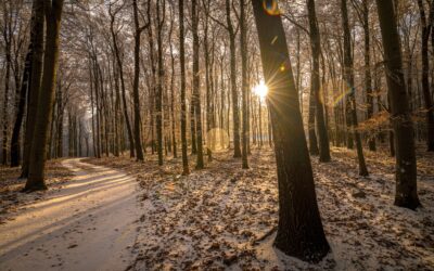 Pilisi Parkerdő: a turizmus és a fenntarthatóság egyensúlyáért
